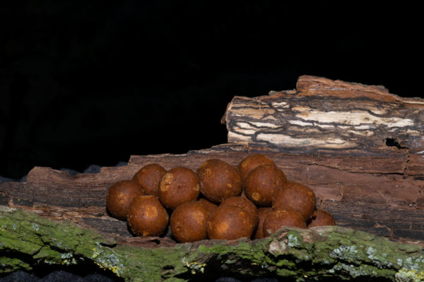 CarpForce Chicken Inferno